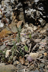 Vicia lentoides