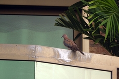 Streptopelia senegalensis