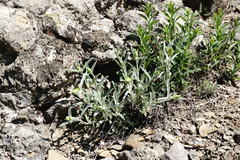 Sideritis catillaris