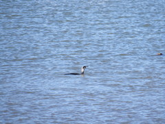 Phalacrocorax carbo