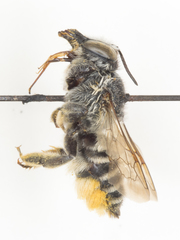 Megachile lippiae
