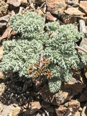 Lomatium shevockii