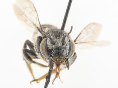Megachile lippiae