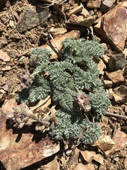Lomatium shevockii