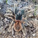 Lasiodora sertaneja - Photo (c) Pedro H. Martins, some rights reserved (CC BY-NC), uploaded by Pedro H. Martins
