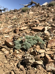 Lomatium shevockii
