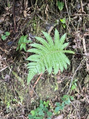 Steiropteris deltoidea