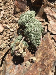 Lomatium shevockii