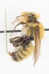 Megachile comata