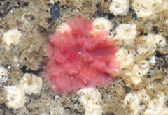 Homotrematidae