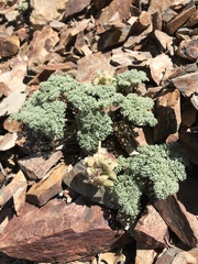 Lomatium shevockii