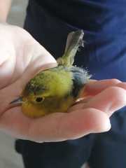 Cardellina pusilla