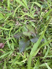 Ipomoea setifera