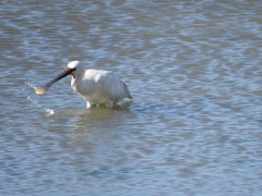 Platalea leucorodia