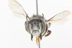 Megachile cleomis