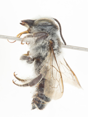 Megachile cleomis