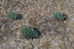 Tecticornia australasica