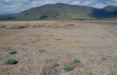 Tecticornia australasica
