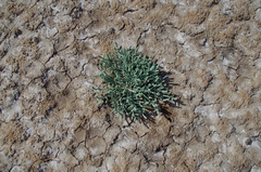 Tecticornia australasica