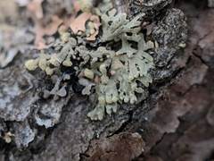 Parmeliopsis capitata