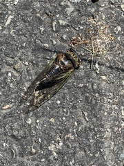 Neotibicen lyricen