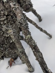 Parmeliopsis capitata