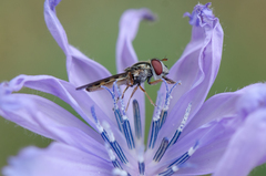 Platycheirus fenestrata