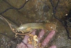 Clarias fuscus