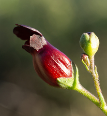 Scrophularia atrata