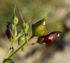 Scrophularia atrata