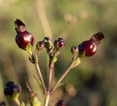 Scrophularia atrata