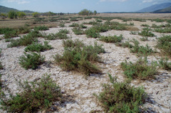 Tecticornia pergranulata