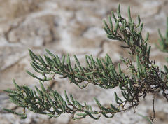 Tecticornia pergranulata