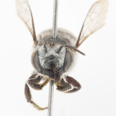 Megachile cleomis
