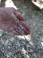Lupinus elatus