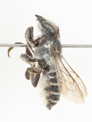 Megachile cleomis