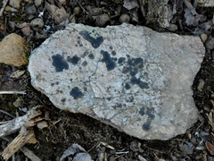 Lichenothelia