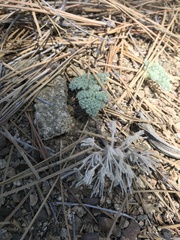 Oreonana vestita