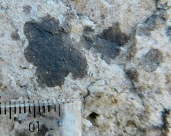 Lichenothelia