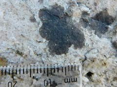 Lichenothelia
