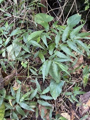 Ichnanthus pallens