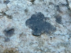 Lichenothelia