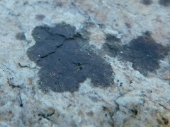 Lichenothelia