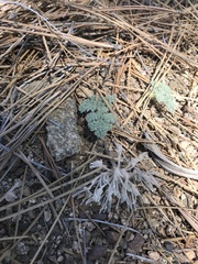 Oreonana vestita