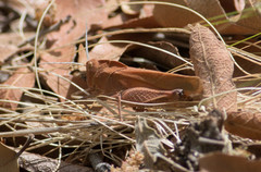 Tomonotus ferruginosus