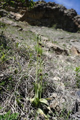 Ophrys aghemanii