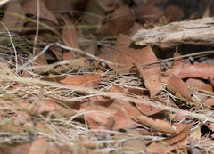 Tomonotus ferruginosus