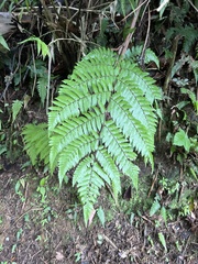 Cyathea borinquena