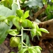Catasetum socco - Photo (c) gabriela_bl, algunos derechos reservados (CC BY-NC), subido por gabriela_bl