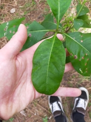 Coprosma macrocarpa
